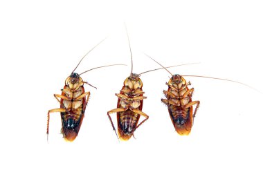Dead Cockroaches isolated. clipart
