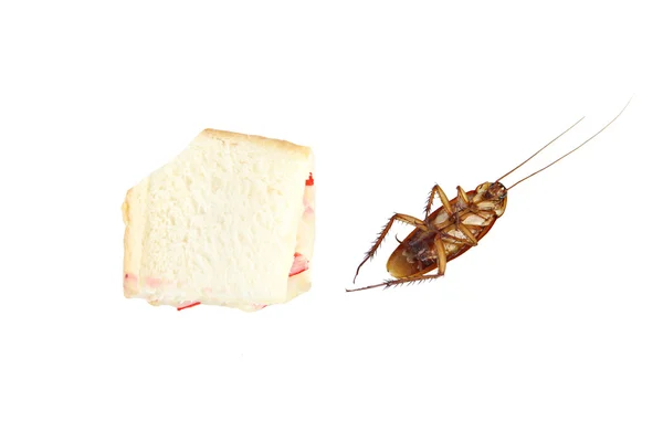 Kakkerlak stierf na het eten van vergif brood. — Stockfoto