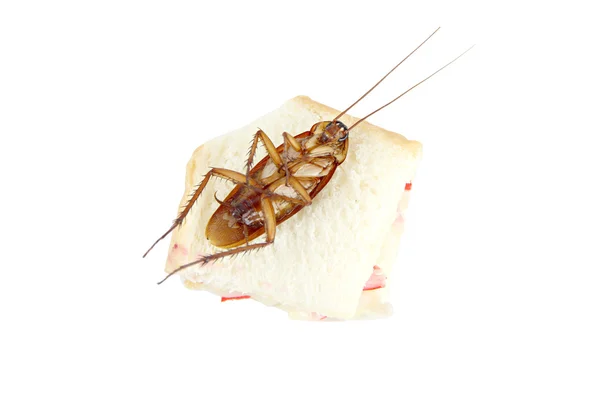 Κατσαρίδα που πέθανε μετά το φαγητό δηλητήριο ψωμί. — Φωτογραφία Αρχείου