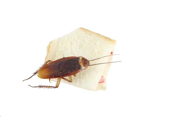 Barata morreu depois de comer pão venenoso . — Fotografia de Stock