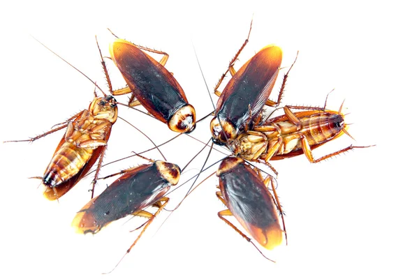 Vele kakkerlakken geïsoleerd. — Stockfoto