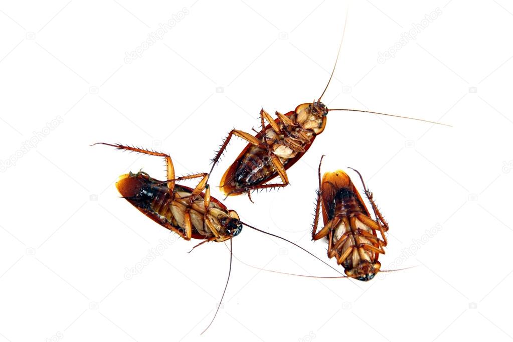 Dead Cockroaches isolated.
