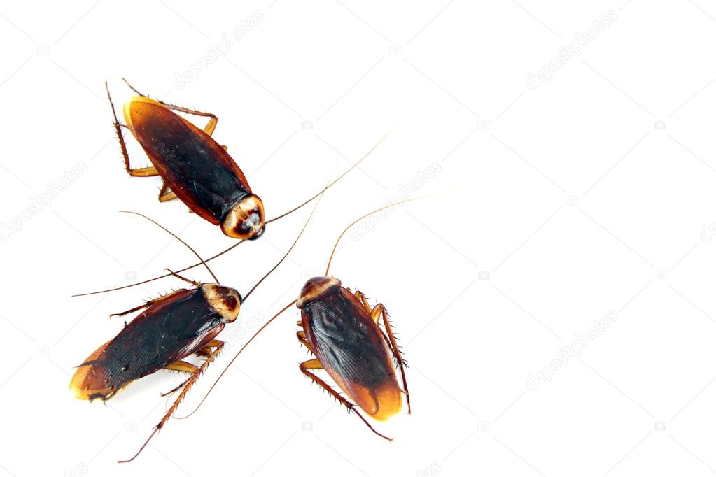 Three Cockroaches isolated.