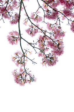 Pembe çiçek çiçeklenme.