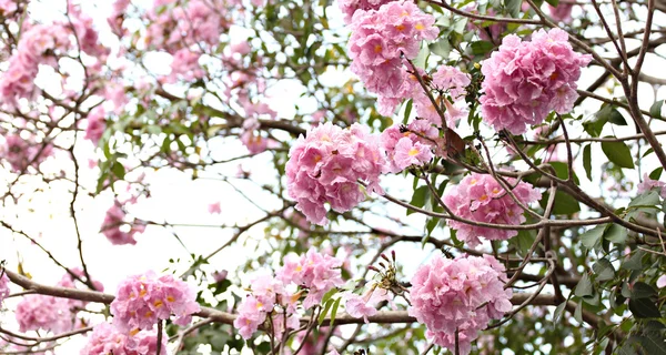 Flores rosadas floreciendo en invierno . — Foto de Stock