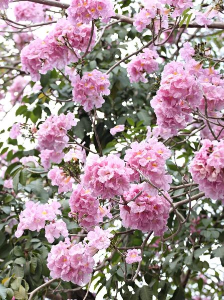 ピンクの花が冬に咲く. — ストック写真