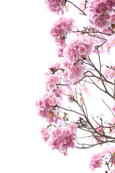 Pink flowers blooming on winter. — Stock Photo, Image