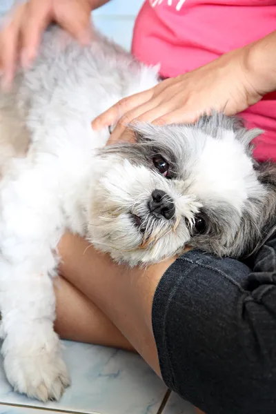 Chien blanc est relaxant . — Photo