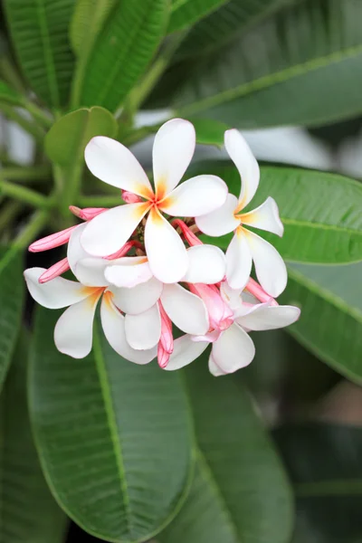 Fehér plumeria virág, fa. — Stock Fotó