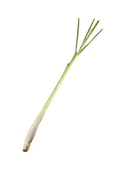 Fresh Lemongrass isolated. — Stock Photo, Image