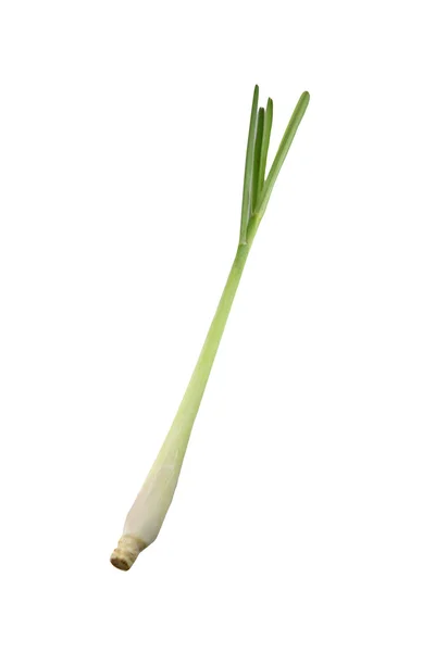 Fresh Lemongrass isolated. — Stock Photo, Image