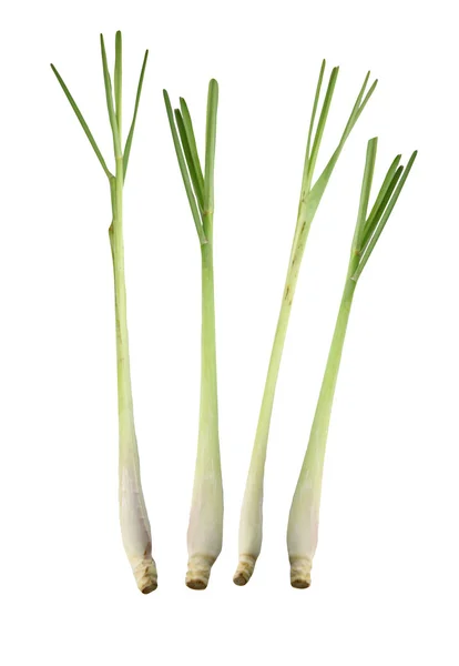 Fresh Lemongrass isolated. — Stock Photo, Image