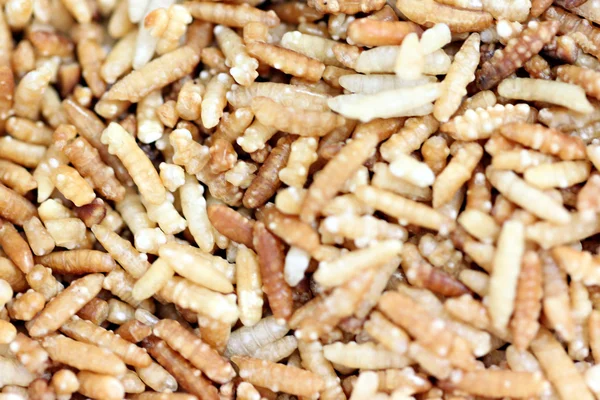 Isı fırın aracılığıyla pirinç tahıl. — Stok fotoğraf