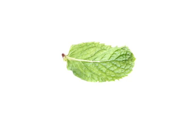 Pepper Mint isolated. — Stock Photo, Image