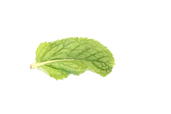 Pepper Mint isolated. — Stock Photo, Image