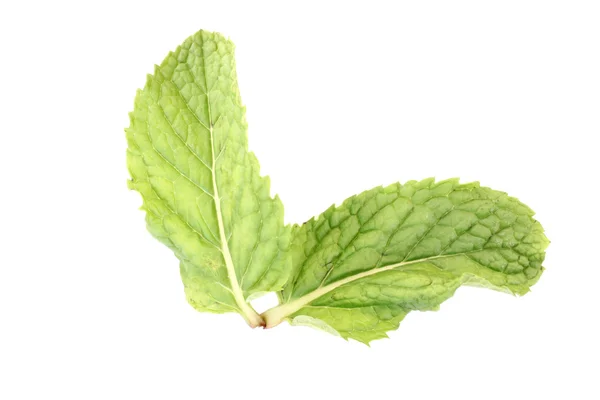 Pepper Mint isolated. — Stock Photo, Image