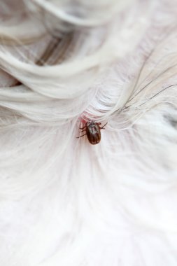 bir köpek büyük kene.