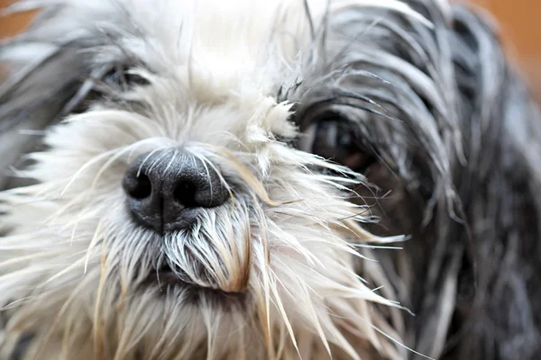 Ansikte av hund tar en dusch. — Stockfoto