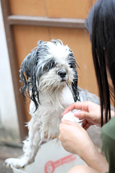 Hunden tar en dusch med tvål och vatten. — Stockfoto