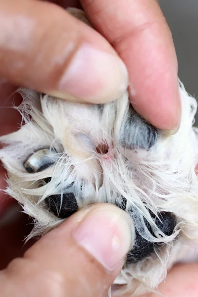 Grandes garrapatas en un pie de perro . — Foto de Stock