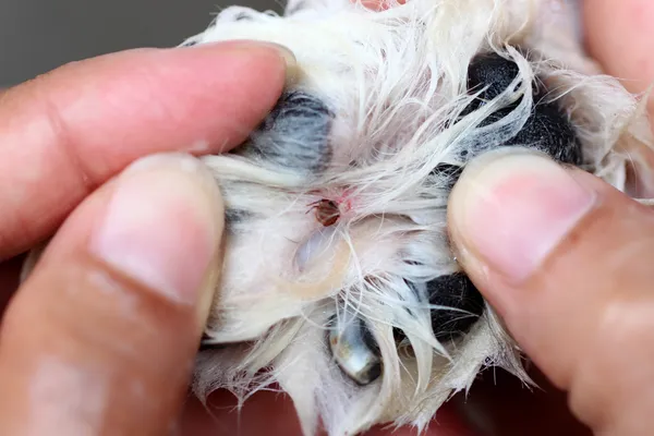 bir köpek yürüyerek büyük keneler.