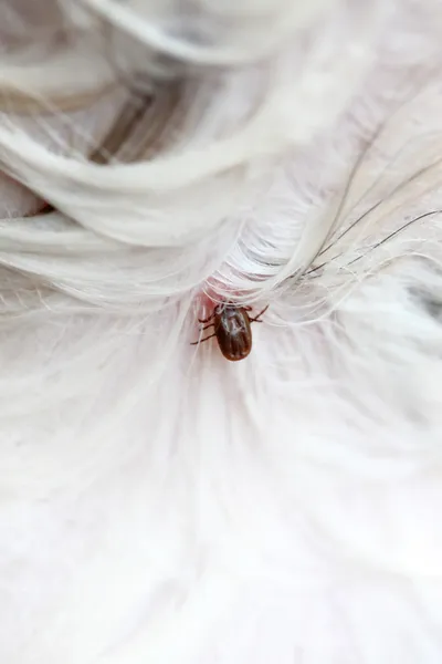 bir köpek büyük kene.