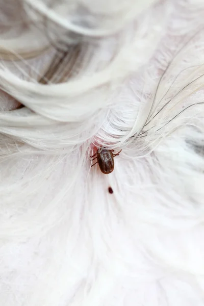 bir köpek büyük kene.