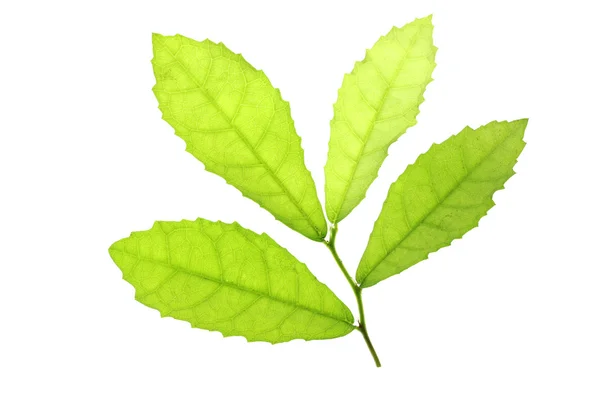 Zelené listy izolované. — Stock fotografie