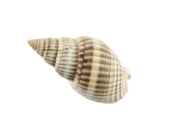 Deniz kabukları izole.