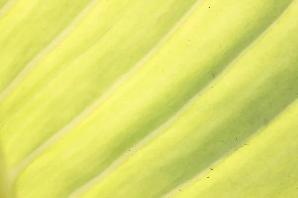 Superfície de folhas verdes em uma macro . — Fotografia de Stock
