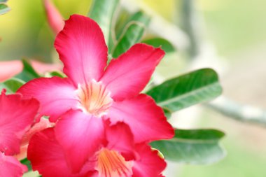 Kırmızı adenium çiçek.