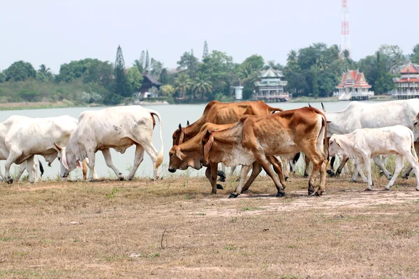 Viele Kühe laufen auf Bauernhof. — Stockfoto