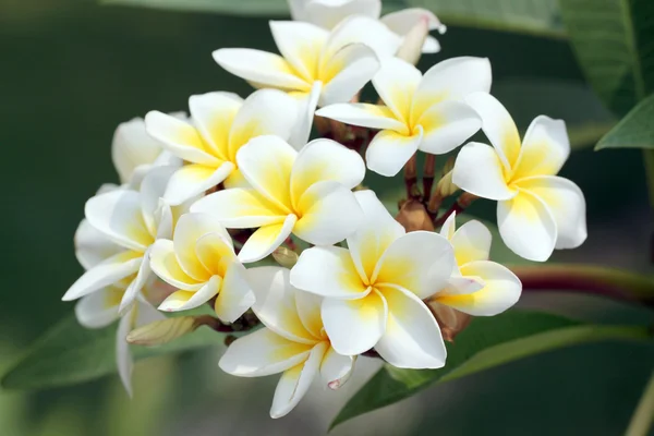 Strauß gelber Plumeria oder Frangipani-Blume. — Stockfoto