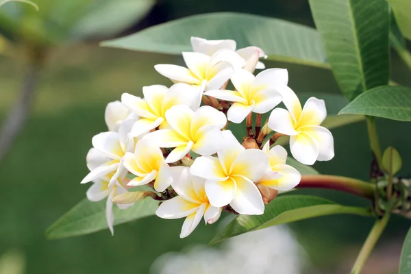 Bukett gul plumeria eller frangipani blomma. — Stockfoto