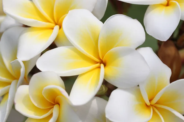 Macro de plumeria amarilla o flor de frangipani en el árbol en el jardín . —  Fotos de Stock
