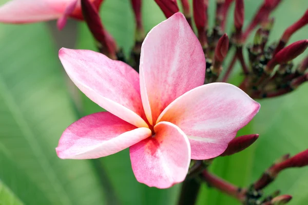 Macro of pink plumeria or frangipani flower on tree in garden. — Stock Photo, Image