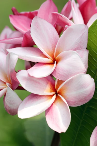 Strauss aus rosa Plumeria oder Frangipani-Blume. — Stockfoto