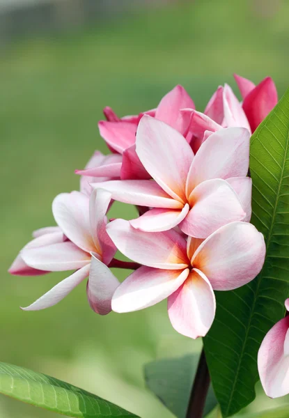 Bukett med rosa plumeria eller frangipani blomma. — Stockfoto