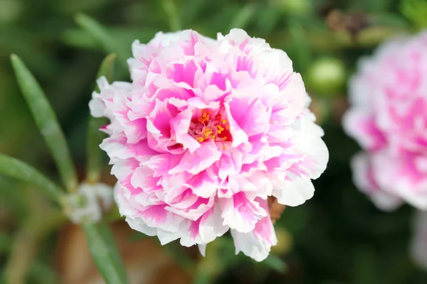 Roze gemeenschappelijk postelein bloem. — Stockfoto