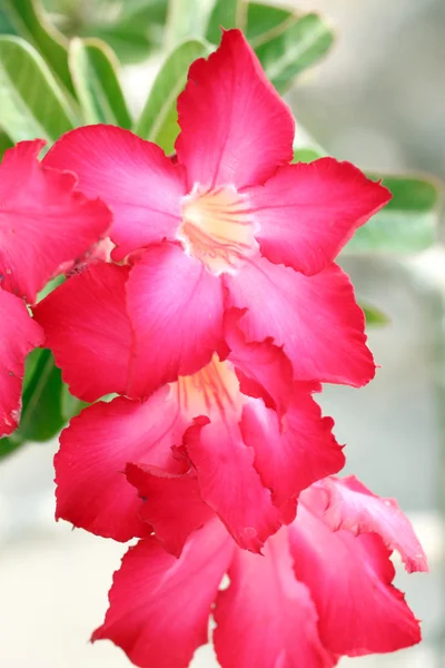 Piros adenium virág. — Stock Fotó