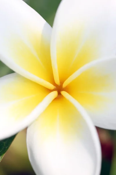 Macro di plumeria gialla o fiore di frangipani su albero in giardino . — Foto Stock