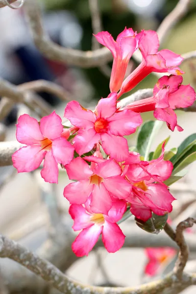 Pink adenium flower on tree. — Stock Photo, Image