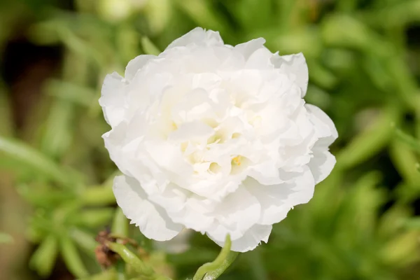 Witte gemeenschappelijk postelein bloem in de tuin. — Stockfoto