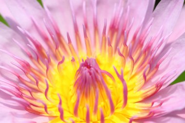 pembe makro yaprakları Lotus.