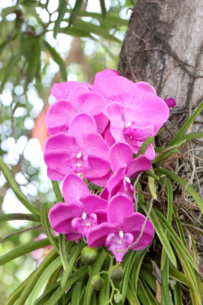 Lila orchideák, a fák. — Stock Fotó