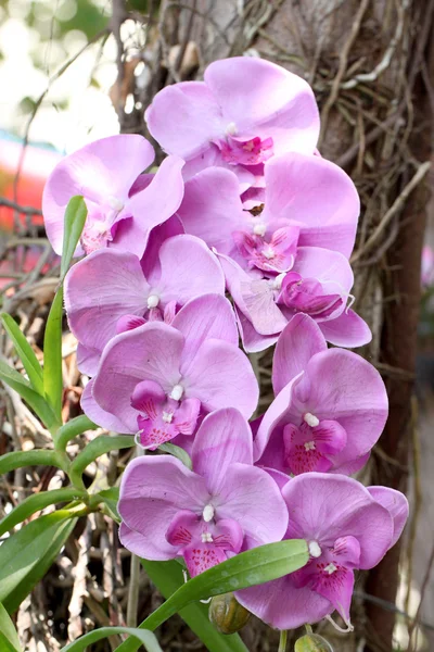 Fialové orchideje na stromech. — Stock fotografie