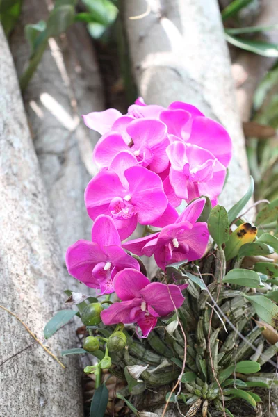 Orquídeas púrpuras en árboles . —  Fotos de Stock