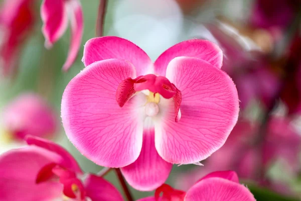 Orquídeas cor de rosa em árvores . — Fotografia de Stock