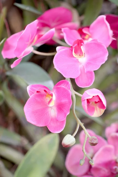 Orquídeas cor de rosa em árvores . — Fotografia de Stock