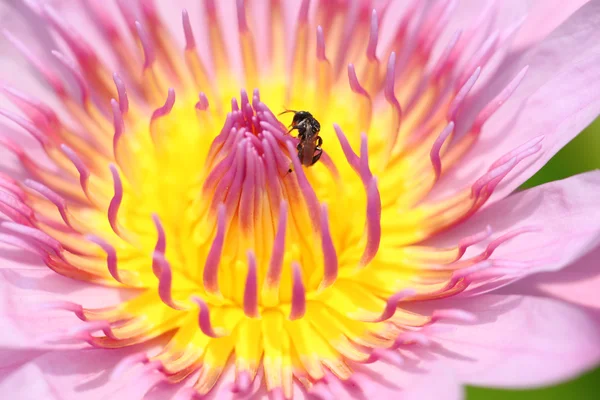 Pink Macro Petals of lotus. — Stock Photo, Image